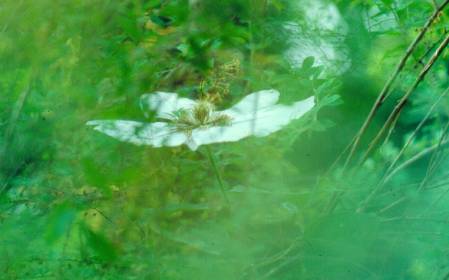 image006