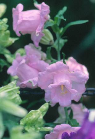 image010