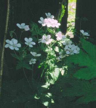 image012
