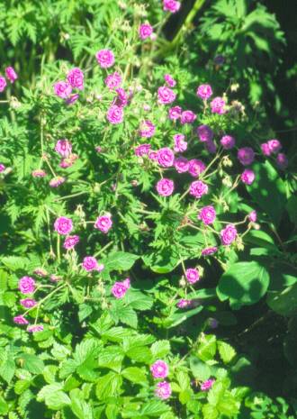 image016