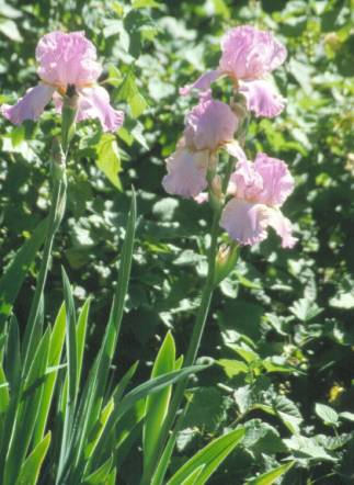 image022