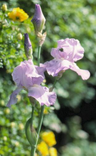 image024