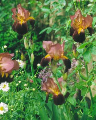 image026