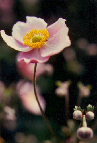 image007