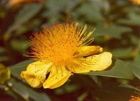 image006