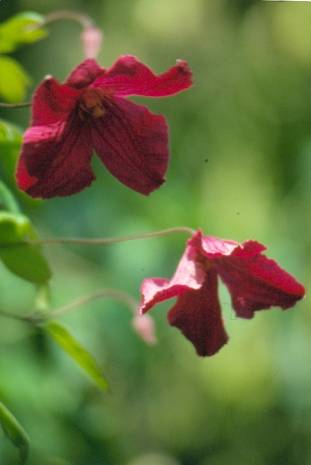 image001