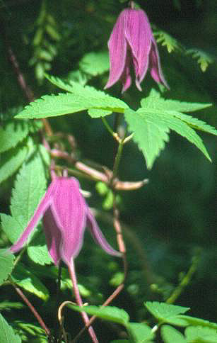 image010