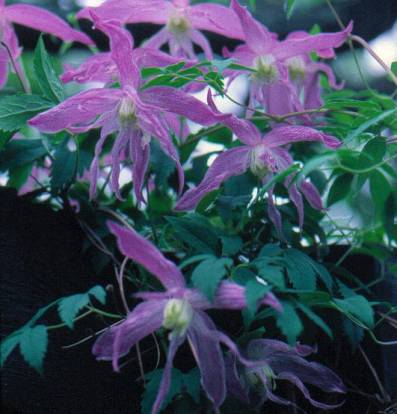 image009