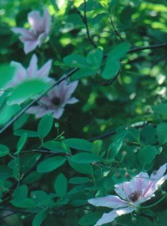 image013