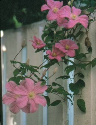 image015