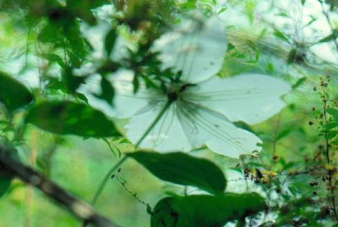 image018