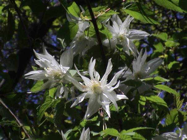 image016