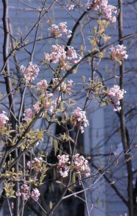 image004