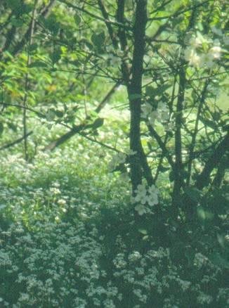image002