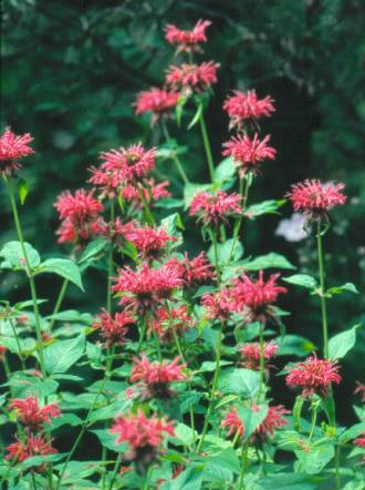 image024