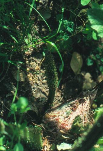 image026