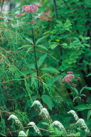 image030