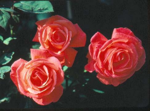 Rosa 'Super Star' - Róża wielkokwiatowa