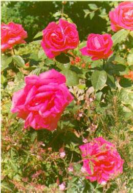 image035 Rosa Maria Callas