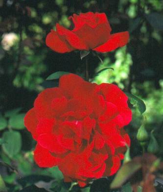 image005