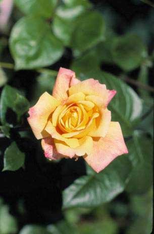 image038 Rosa Peace