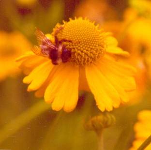 image009