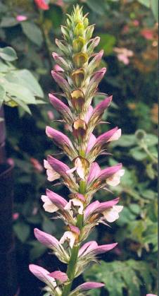 image011