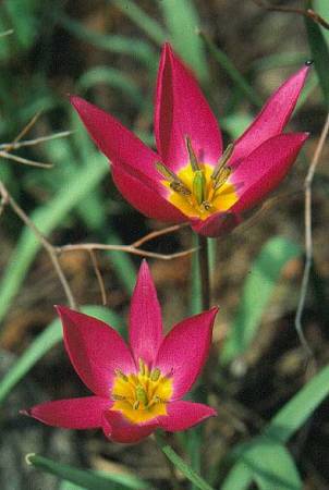 image002