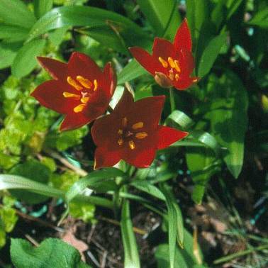 image004