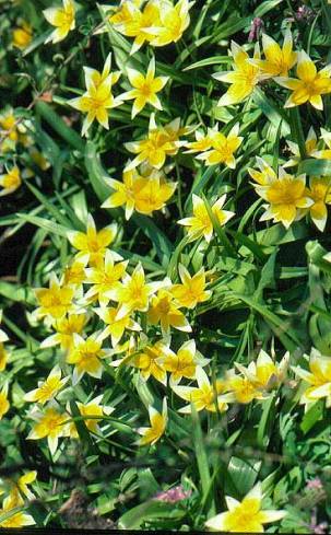 image006