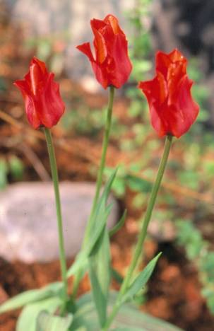image002