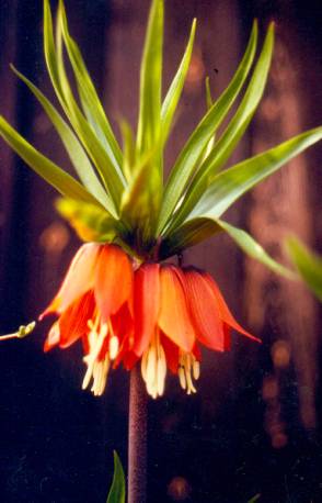 image007