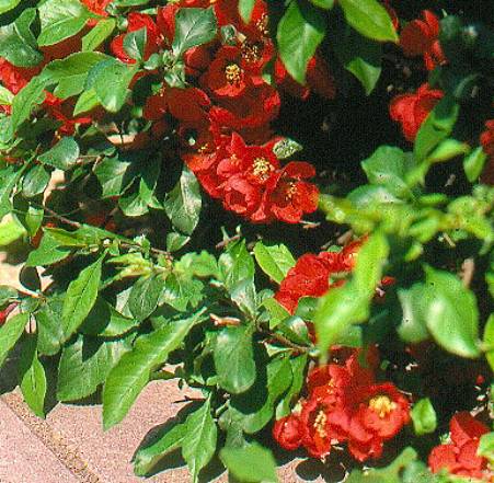 image004