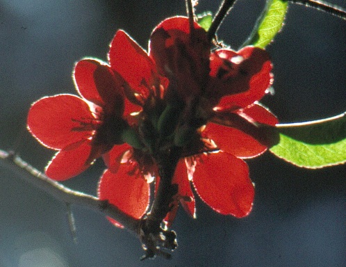 image003