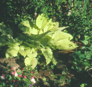 image007