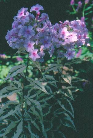 image013