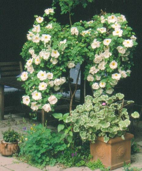 image016