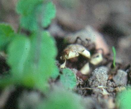 image025