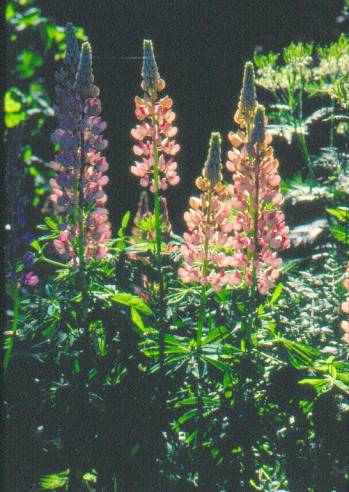 image003