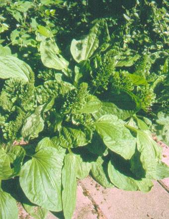 image004