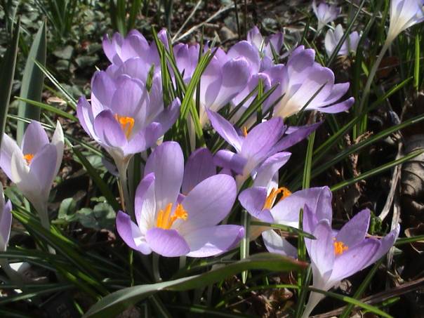 image007