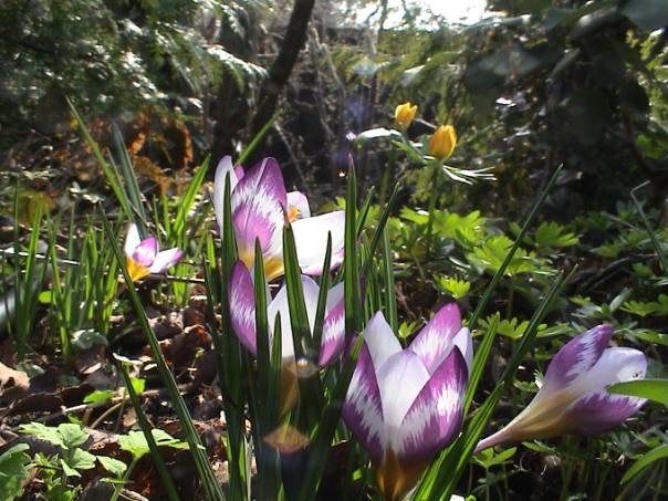 image009