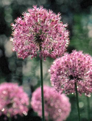 image008