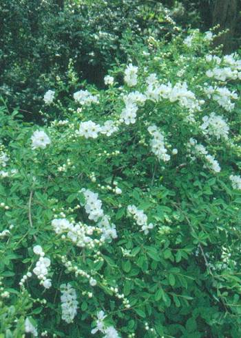 image018