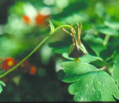 image017