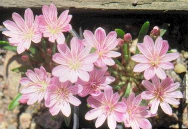 image027