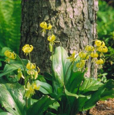 image002