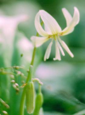 image006
