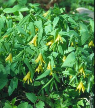 image008