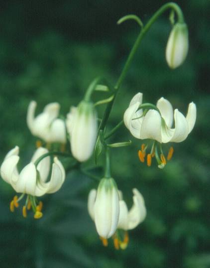 image010